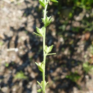 Photographie n°1579271 du taxon Veronica arvensis L. [1753]