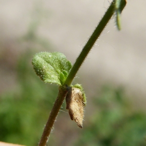 Photographie n°1579274 du taxon Veronica arvensis L. [1753]