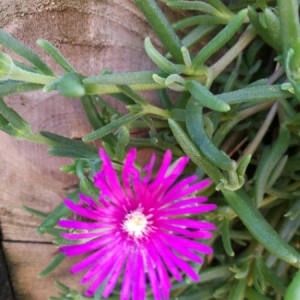 Photographie n°1579346 du taxon Delosperma cooperi (Hook.f.) L.Bolus [1927]