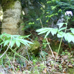 Photographie n°1581675 du taxon Cardamine heptaphylla (Vill.) O.E.Schulz [1903]