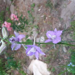 Photographie n°1582009 du taxon Delphinium ajacis L. [1753]