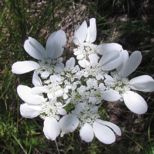 Photographie n°1582104 du taxon Orlaya grandiflora (L.) Hoffm. [1814]