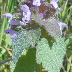 Photographie n°1582197 du taxon Lamium purpureum L. [1753]