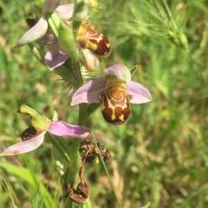 Photographie n°1585258 du taxon Ophrys apifera Huds. [1762]