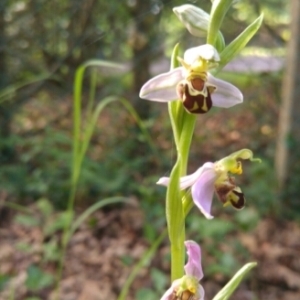 Photographie n°1585478 du taxon Ophrys apifera Huds. [1762]