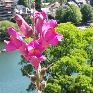 Photographie n°1588749 du taxon Antirrhinum majus L. [1753]