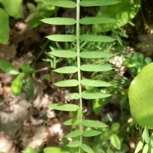 Photographie n°1590411 du taxon Vicia cracca L. [1753]