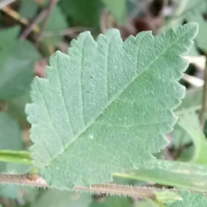 Photographie n°1590492 du taxon Ulmus L. [1753]