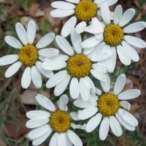 Photographie n°1590498 du taxon Tanacetum corymbosum (L.) Sch.Bip. [1844]