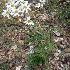 Photographie n°1590500 du taxon Tanacetum corymbosum (L.) Sch.Bip. [1844]