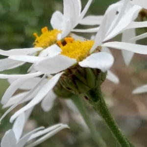 Photographie n°1590501 du taxon Tanacetum corymbosum (L.) Sch.Bip. [1844]