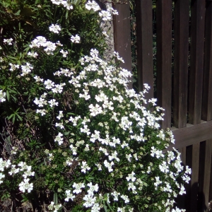 Photographie n°1590995 du taxon Iberis sempervirens L. [1753]