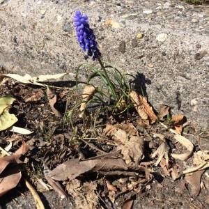 Photographie n°1591211 du taxon Muscari neglectum Guss. ex Ten. [1842]