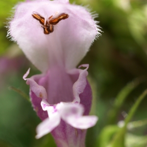 Photographie n°1591620 du taxon Lamium maculatum (L.) L. [1763]