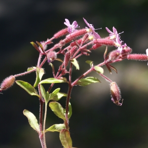 Photographie n°1591669 du taxon Saponaria ocymoides L.