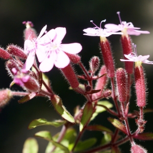 Photographie n°1591708 du taxon Saponaria ocymoides L.