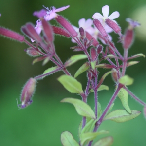 Photographie n°1591731 du taxon Saponaria ocymoides L.