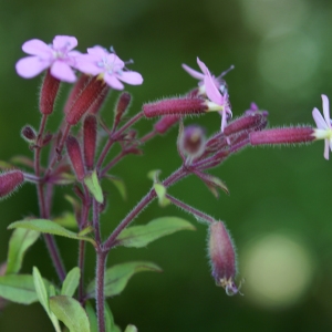 Photographie n°1591736 du taxon Saponaria ocymoides L.