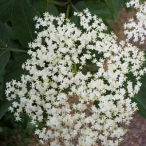 Photographie n°1592892 du taxon Sambucus nigra L. [1753]