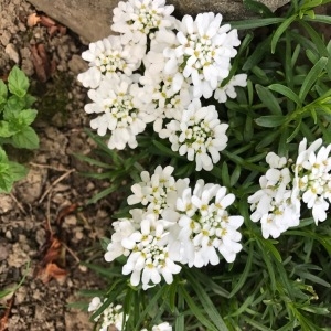 Photographie n°1594118 du taxon Iberis sempervirens L. [1753]