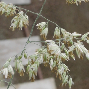 Photographie n°1594429 du taxon Holcus lanatus L. [1753]