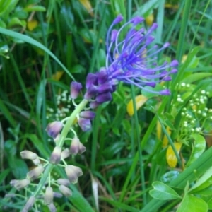 Photographie n°1594549 du taxon Muscari comosum (L.) Mill. [1768]