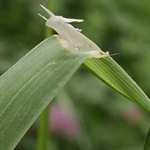 Photographie n°1594800 du taxon Dactylis glomerata L.