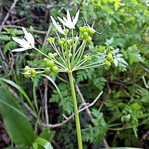 Photographie n°1596388 du taxon Allium ursinum L. [1753]