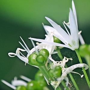 Photographie n°1596389 du taxon Allium ursinum L. [1753]