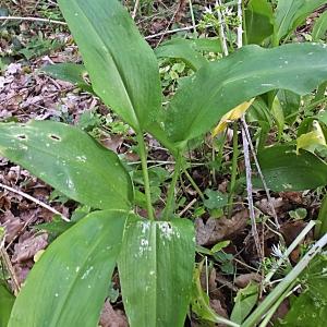 Photographie n°1596391 du taxon Allium ursinum L. [1753]