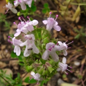 Photographie n°1596560 du taxon Thymus vulgaris subsp. vulgaris 