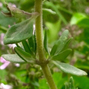 Photographie n°1596562 du taxon Thymus vulgaris subsp. vulgaris 