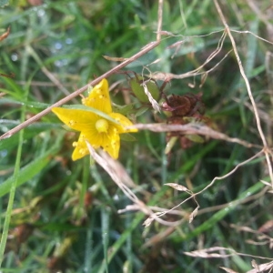 Photographie n°1596670 du taxon Hypericum perforatum L. [1753]