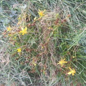 Photographie n°1596671 du taxon Hypericum perforatum L. [1753]