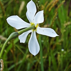 Photographie n°1596777 du taxon Narcissus poeticus L. [1753]
