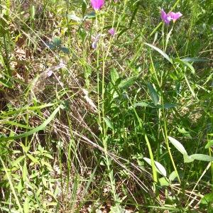 Photographie n°1597408 du taxon Linum viscosum L. [1762]