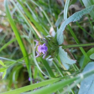 Photographie n°1597604 du taxon Prunella vulgaris L. [1753]