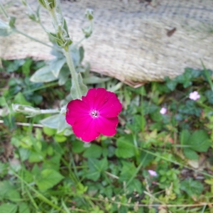 Photographie n°1597674 du taxon Lychnis coronaria (L.) Desr. [1792]