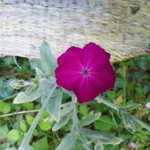 Photographie n°1597676 du taxon Lychnis coronaria (L.) Desr. [1792]