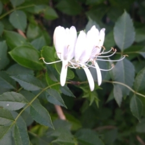 Photographie n°1598175 du taxon Lonicera periclymenum L. [1753]