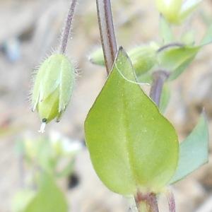 Photographie n°1598556 du taxon Stellaria media (L.) Vill. [1789]