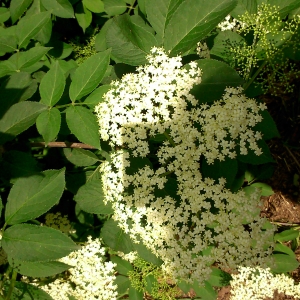 Photographie n°1598606 du taxon Sambucus nigra L. [1753]