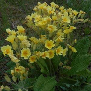 Photographie n°1599197 du taxon Primula elatior (L.) Hill [1765]