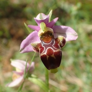 Photographie n°1599321 du taxon Ophrys corbariensis J.Samuel & J.M.Lewin [2002]