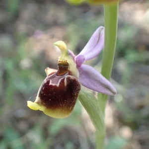 Photographie n°1599324 du taxon Ophrys fuciflora subsp. souchei R.Martin & Véla [2012]