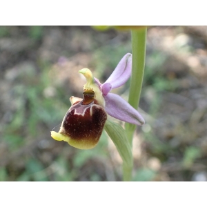 Ophrys fuciflora subsp. souchei R.Martin & Véla