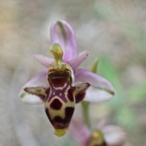 Photographie n°1599344 du taxon Ophrys picta Link [1800]