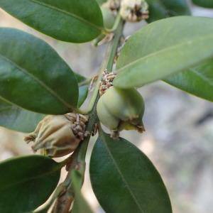 Photographie n°1599659 du taxon Buxus sempervirens L. [1753]