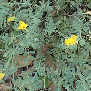 Photographie n°1599762 du taxon Coronilla minima L. [1756]