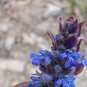 Photographie n°1600056 du taxon Ajuga reptans L. [1753]